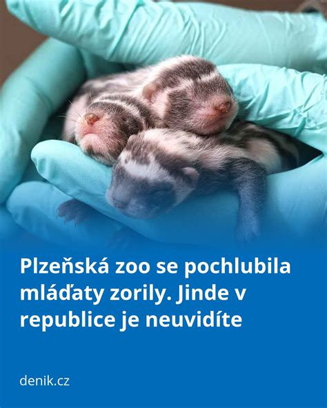 Infografika: Jak probíhá natáčení Malých lásek v plzeňské porodnici