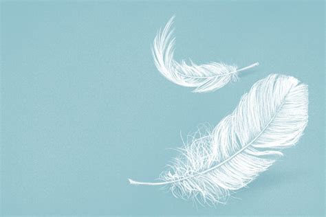 Ilustrace znázorňující schopnost peří absorbovat vlhkost