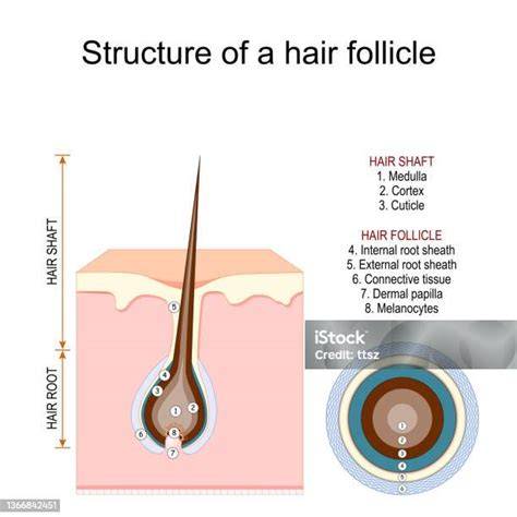 infografika: jak placentové ampule působí na vlasový folikul