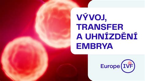 Infografika: IVF protokol - Přehled kroků od stimulace po transfer embryí