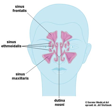 infografika znázorňující vedlejší nosní dutiny a jejich propojení s nosní dutinou