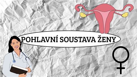 schéma správného umístění pásu u těhotné ženy