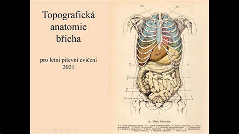 Infografika: Císařský řez a anatomie břišní dutiny