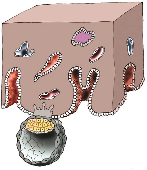 Infografika: Průřez procesem implantace, nidace a embryotransferu