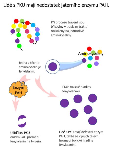 Infografika: PKU - co je fenylalanin, PAH a co znamená nízkobílkovinná dieta