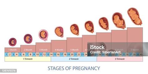 ilustrace znázorňující různé fáze těhotenství a pociťování pohybů