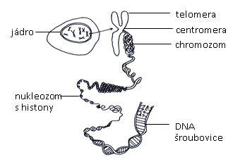 Ilustrace lidské DNA a chromozomů.