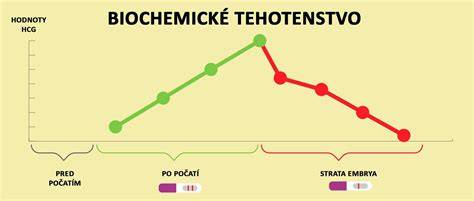 Infografika: Biochemické těhotenství vs. klinické těhotenství