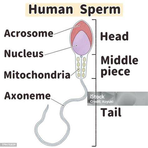 Infografika: Fáze spermatogeneze a struktura spermie