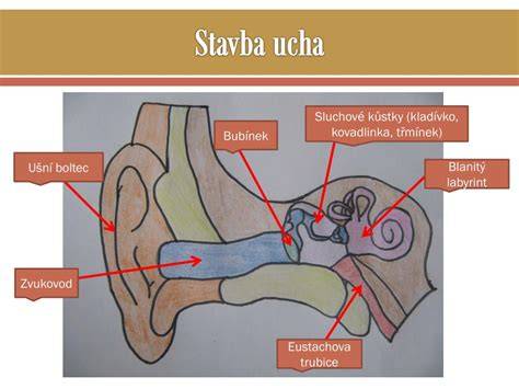 Infografika: Anatomie dětského ucha a průchod Eustachovou trubicí