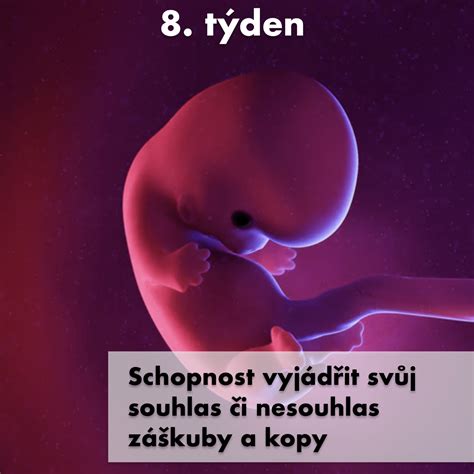 ilustrace ultrazvukového snímku plodu ve 13. týdnu