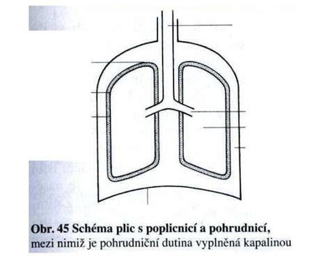 Schéma vývoje plic a surfaktantu