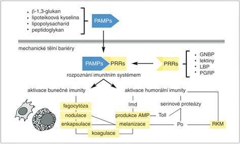 schéma imunitního systému těhotné ženy a jeho vliv na plod