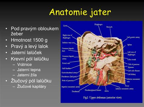 schematické znázornění propojení jater a žlučníku