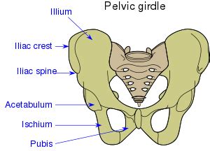 Anatomie ženské pánve.