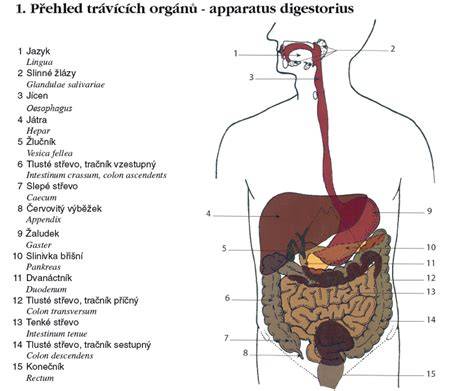 Schéma anatomie trávicího traktu kojence