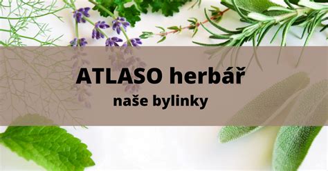 seznam bylinek a potravin podporujících laktaci