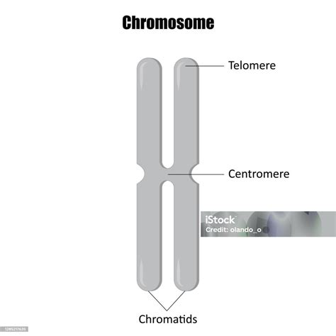 Infografika zobrazující chromozomy s označením 21. chromozomu.