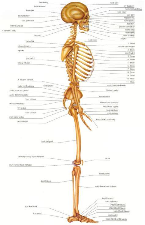 obrázek anatomické nohy dítěte ve vývoji