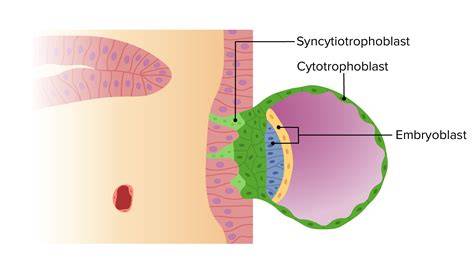 Schéma trofoblastické invaze a vznik placenty: syncytiotrofoblast a cytotrofoblast pronikají do endometria a cév