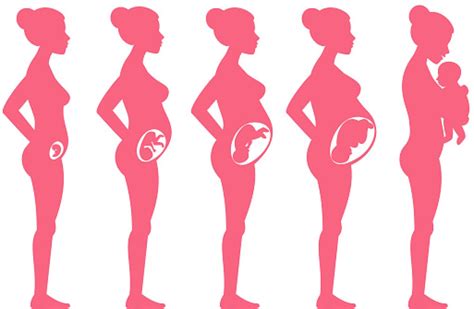 ilustrační obrázek břicha těhotné ženy s vyznačenou jizvou po císařském řezu