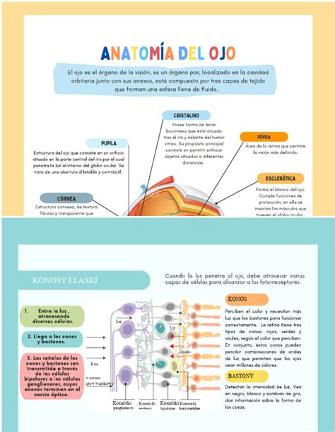 Infografika vysvětlující anatomii prsu a průběh mlékovodů.