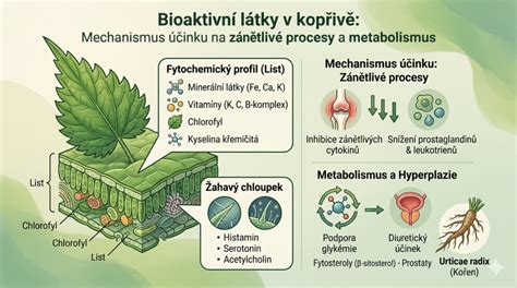 Infografika: Mechanismus účinku rostlinné placenty na buňkách kůže a vlasy
