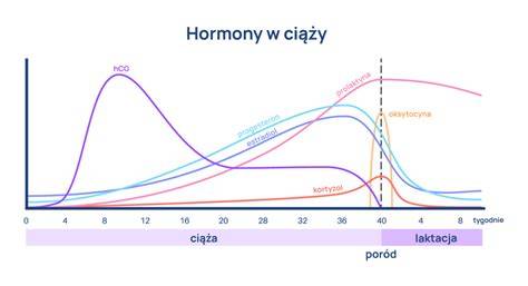 Infografika: hormony během porodu