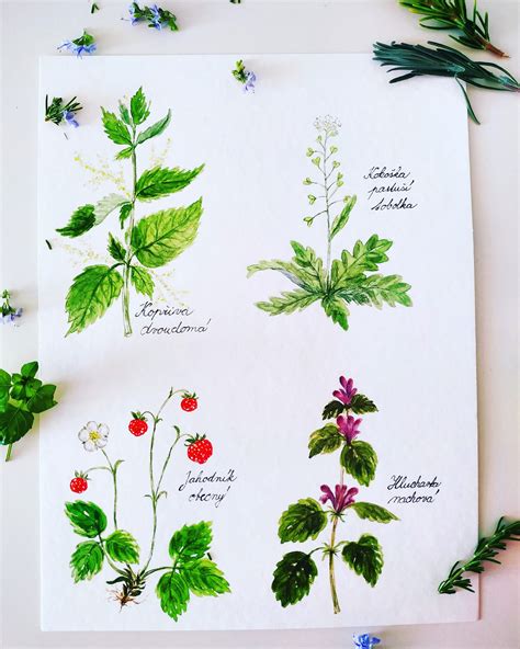 Ilustrace kozlíku lékařského s popisem jeho léčivých částí