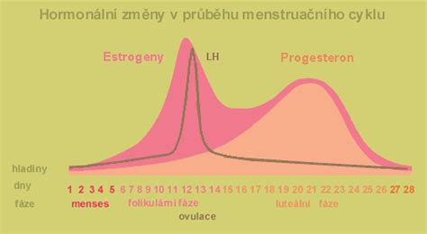 grafika znázorňující změny v těle ženy během těhotenství s důrazem na hormonální změny a nevolnosti