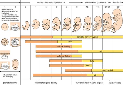 Schéma vývoje embrya v prvních týdnech těhotenství