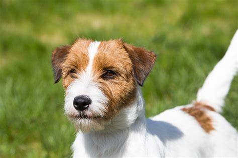 Schéma typů srstí Jack Russell teriéra