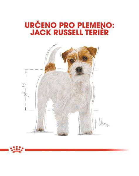 Checklist rizik a rad pro těhotnou majitelku Jack Russell teriéra