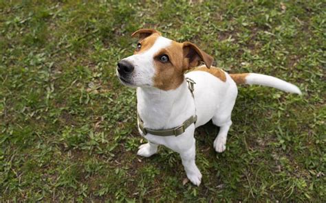 Morální a praktické zásady pro výchovu Jack Russell teriéra
