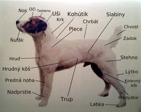 Infografika: Péče o srst a tělo Jack Russell teriéra