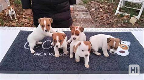 Historie a vznik Jack Russell teriéra