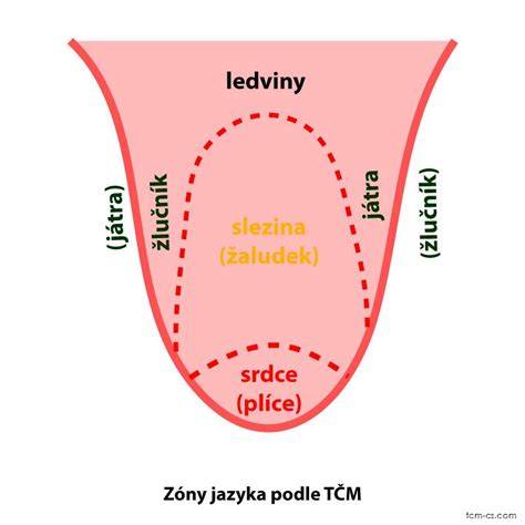 Obrázek: Diagnostika jazyka a její význam v TČM