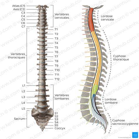 Schéma anatomie prsního štítku a správného nasazení nástavce