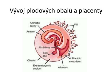 Ilustrace anatomie plodových obalů a branky děložní
