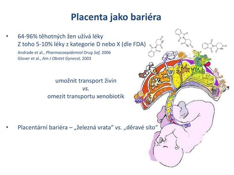 Infografika: placentární bariéra a výměna látek