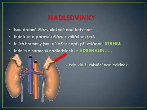 Schéma ženského reprodukčního systému s vyznačenými žlázami s vnitřní sekrecí (vaječníky, hypofýza, štítná žláza, nadledvinky)