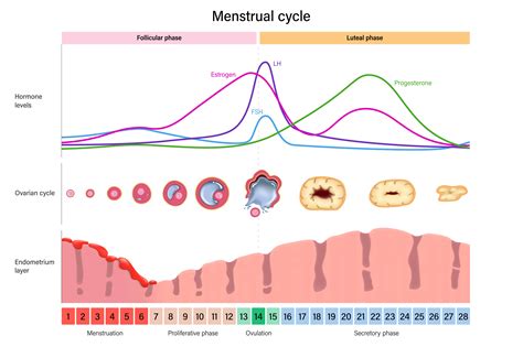 grafické znázornění menstruačního cyklu s vyznačenou ovulací