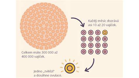 Infografika: Cesta od odběru vajíček k transferu embrya