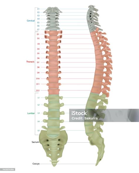 Schéma anatomie páteře s vyznačením epidurálního prostoru.