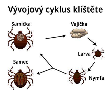 ilustrace klíštěte a symbolika ochrany