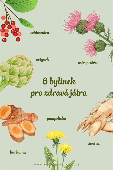 infografika s přehledem vhodných a nevhodných léků a bylinek pro těhotné při nachlazení