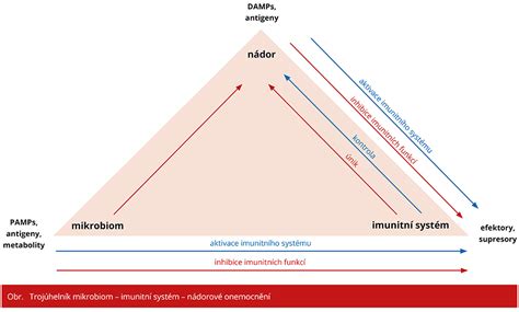 schéma střevní mikroflóry s vyznačením prospěšných a škodlivých bakterií