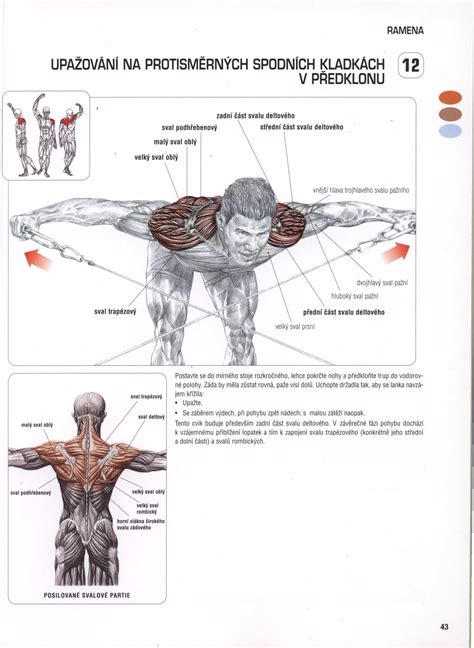 Schéma ukazující zapojení svalů při houpání v lehátku BabyBjörn