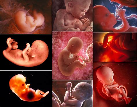 Vývoj embrya v děloze