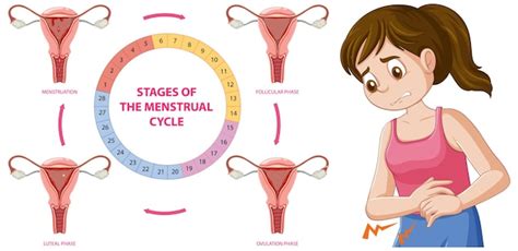 Infografika: Fáze ovariálního cyklu
